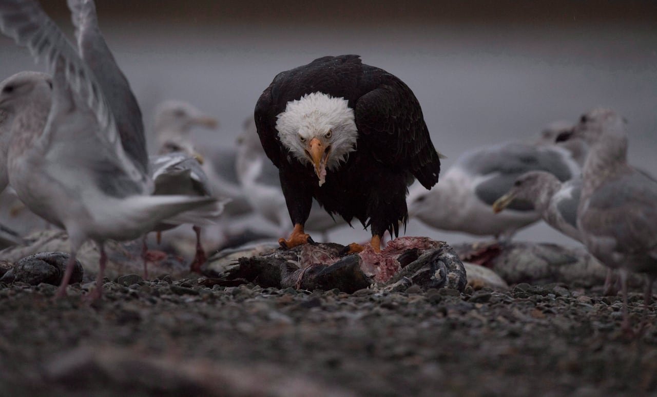 default-93 A bald eagle eats a dead salmon as other sea birds surround it.