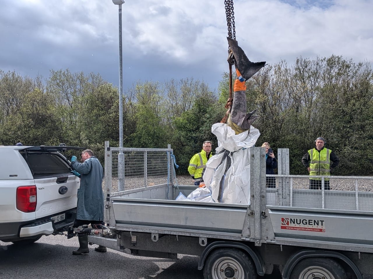 A dead shark being lifted by the tail from a crane into a truck, with its tail visible and head covered in white cloth