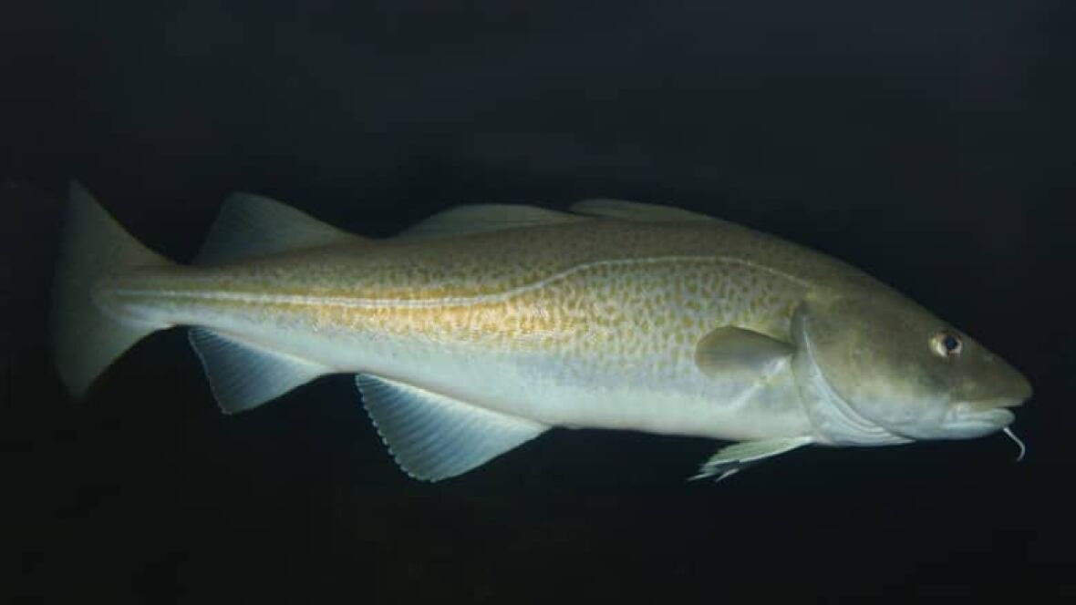 default-115 A fish on a black background.