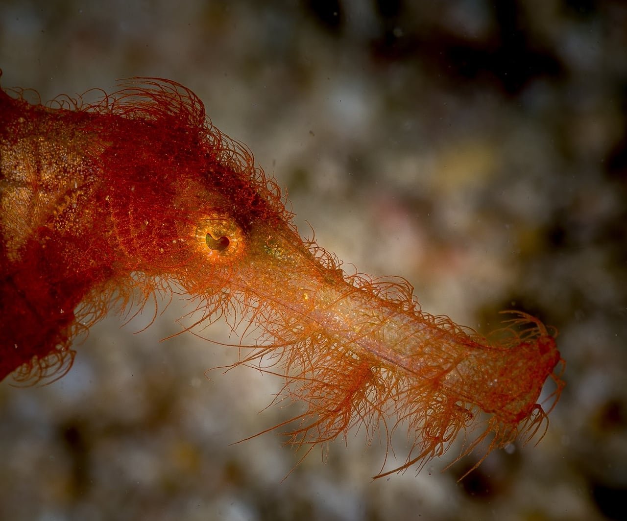 default-84 A small orange fish with a long snout and bright yellow eyes.