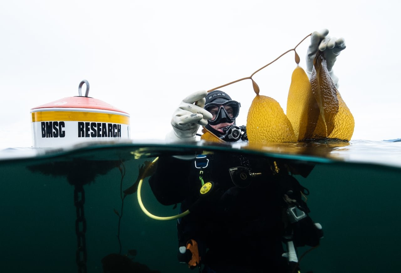 default-240 A person in scuba gear inspecting bull kelp underwater.