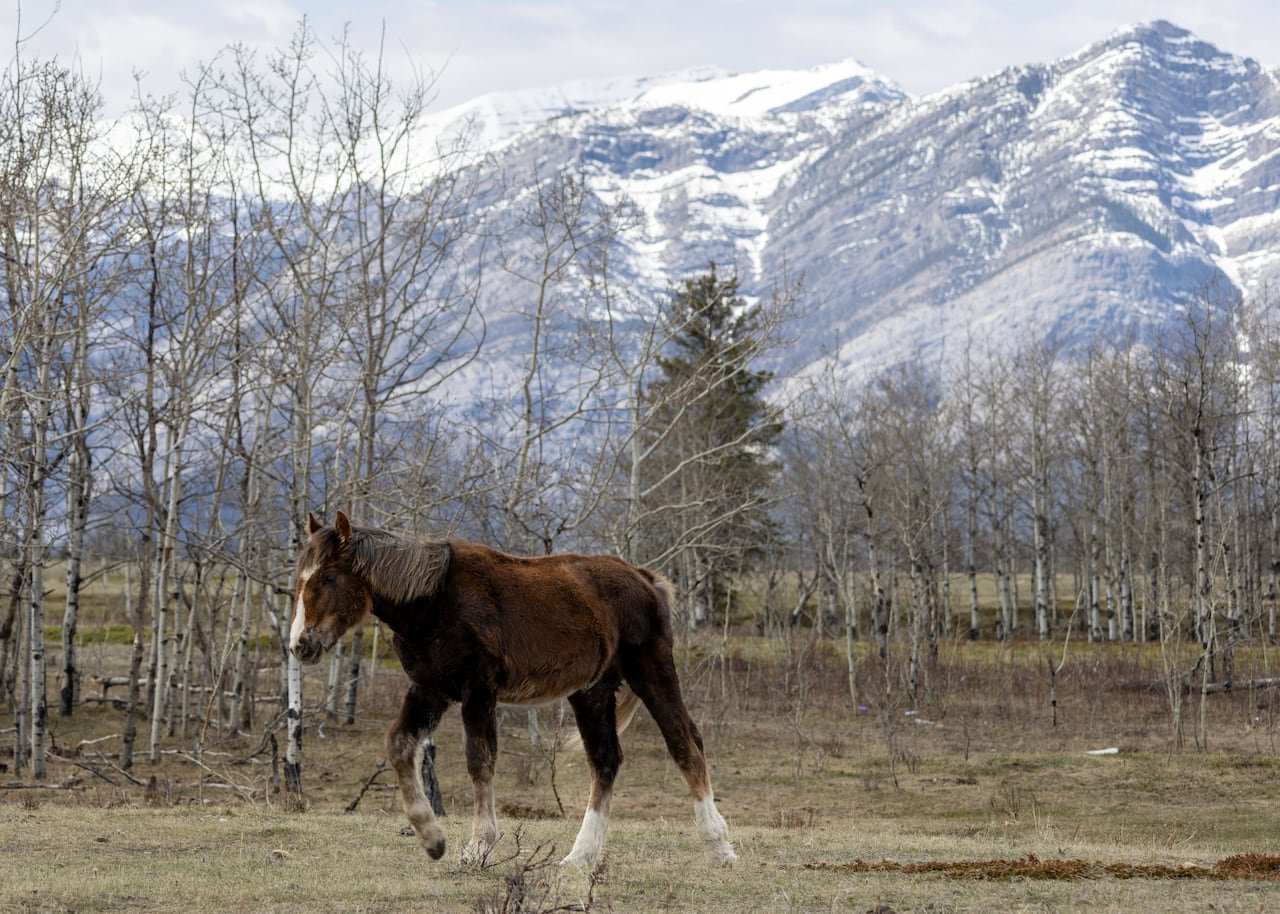 default-316 A horse in front of a mountain.