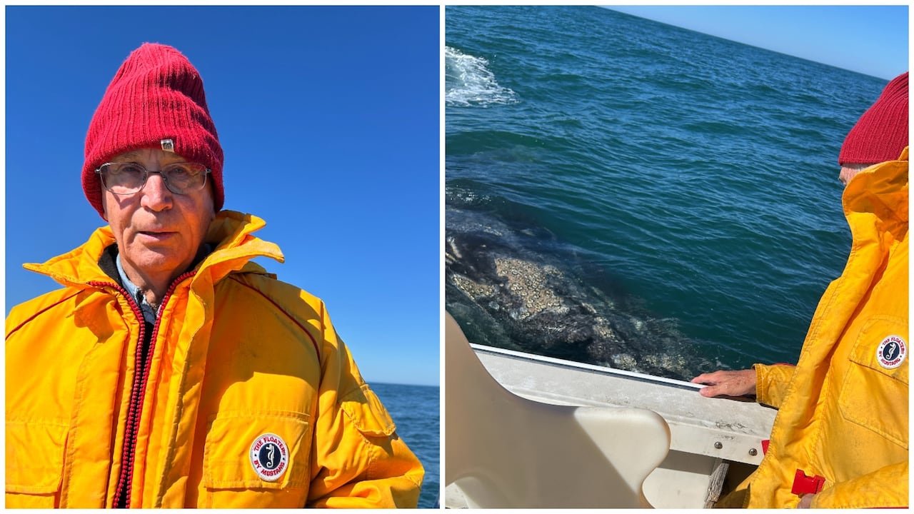 default-81 In this composite photo, a man is seen in a yellow life-saving jacket at left. At right, that same man leans over the side of a boat to look at a barnacle-covered grey whale.